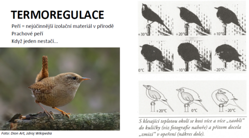 termoregulace termoregulace