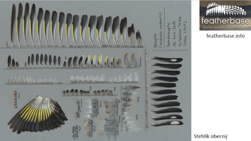 péro, pírko, peříčko péro, pírko, peříčko