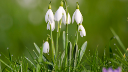 Samoobslužné dílničky - Co uvidí sněženky?