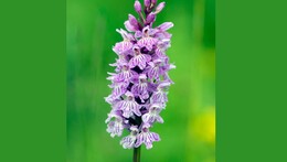 Ordchideje Bílých Karpat