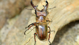 Výstava fotografií Karly Greé