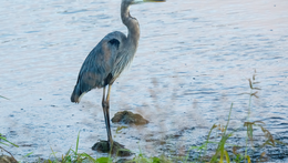 Za ptáky a plazy na rybníky