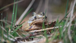 TAJEMNÝ SVĚT OBOJŽIVELNÍKŮ 