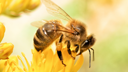 Putování včelím světem