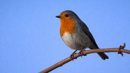 Ornitologická vycházka 