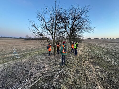 řez ve volné krajině