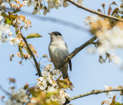 Vítání ptačího zpěvu 2026