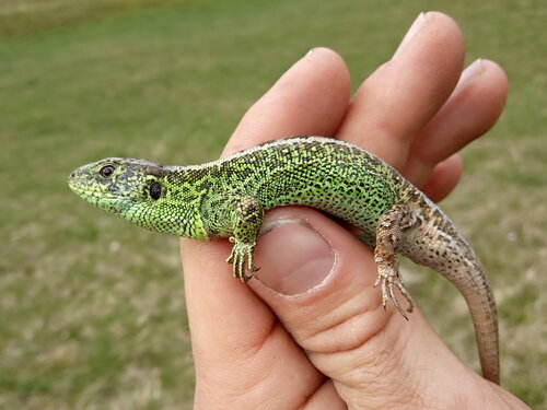 SL5_Milíkov_Blažek SL5_Milíkov_Blažek