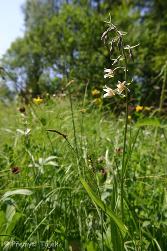 SL7_Podhorní slatě_Epipactis palustris_Tájek
