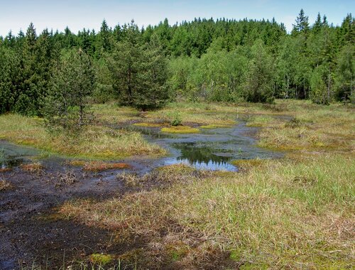 SL8_Krasenské rašeliniště_Tájek (1)