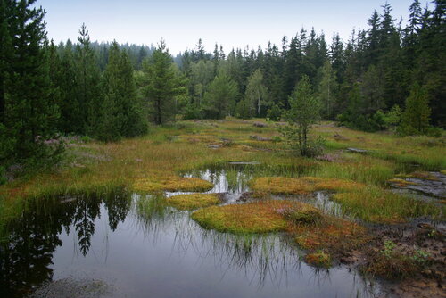 SL8_Krasenské rašeliniště_Tájek (2) SL8_Krasenské rašeliniště_Tájek (2)