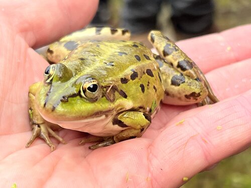 SL10_PR 7 rybníků_skokan_Kovářová