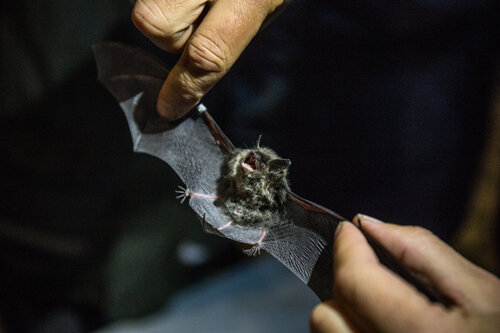 SL11_Netopýří noc Jeroným_Jakub Rund (1) SL11_Netopýří noc Jeroným_Jakub Rund (1)