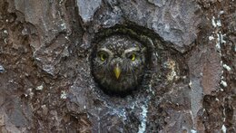 Výprava za brdskými sovami z Malé Vísky