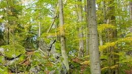 Jak to chodí v lese