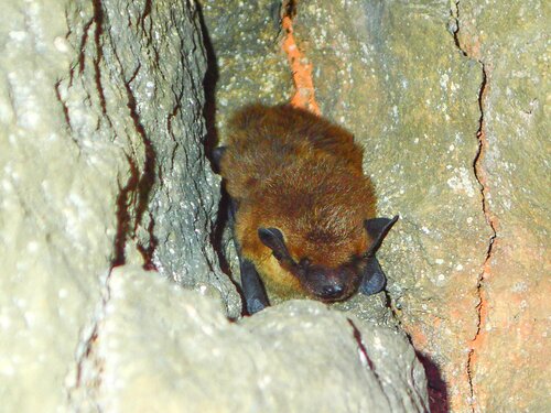 Eptesicus_serotinus_Podkova8Z