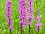 Vycházka nejen za orchidejemi