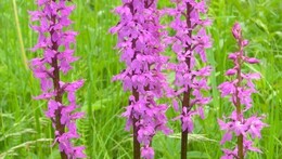 Vycházka nejen za orchidejemi