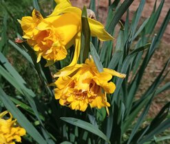 Narcisky