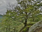 DEN STROMŮ A JIZERSKOHORSKÉ BUČINY